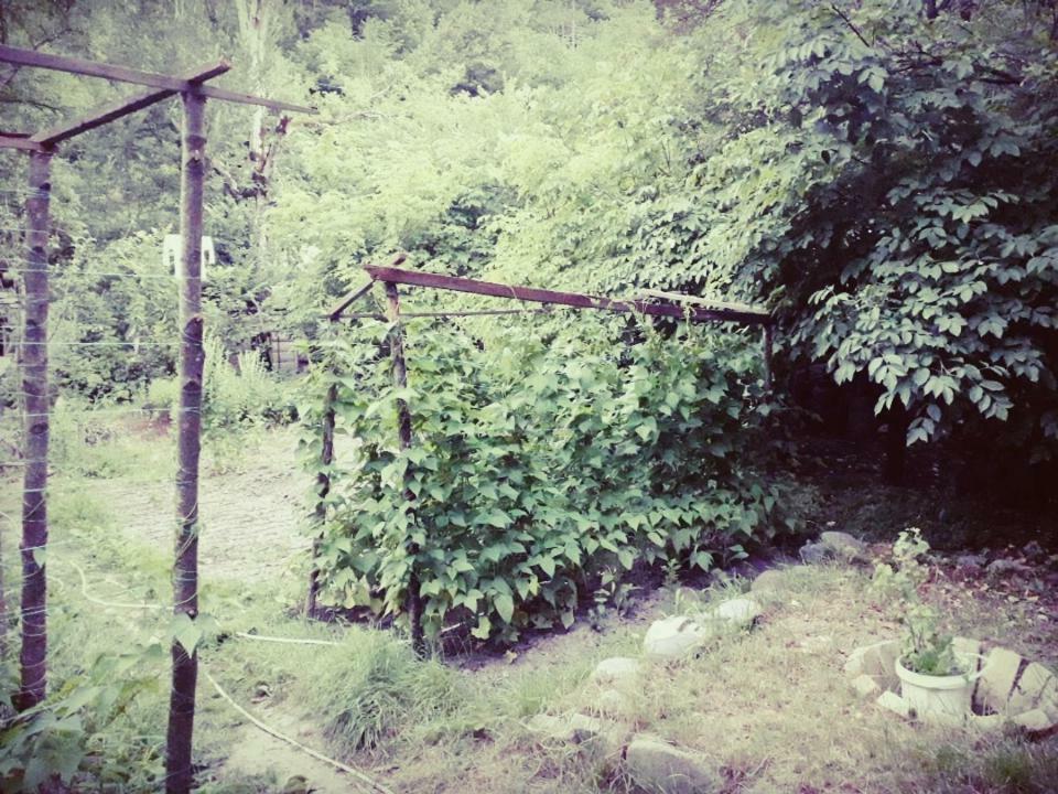 Borjomi Makvala'S Guest House ภายนอก รูปภาพ
